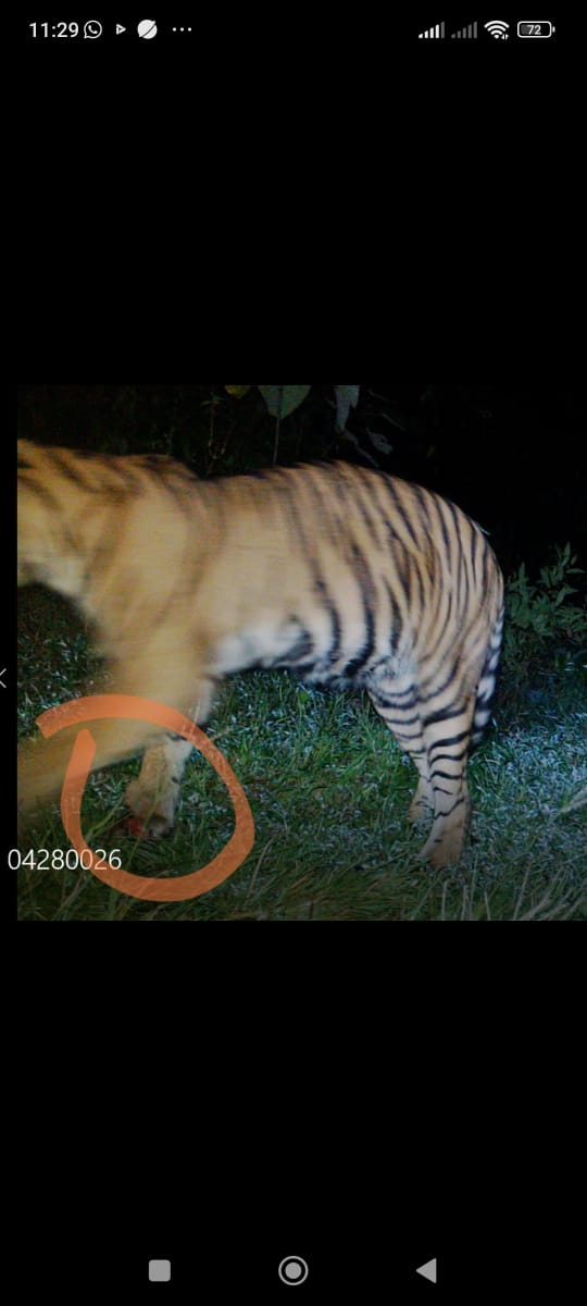 Harimau Sumatera Terluka Diduga Akibat Terjerat Di Langkat