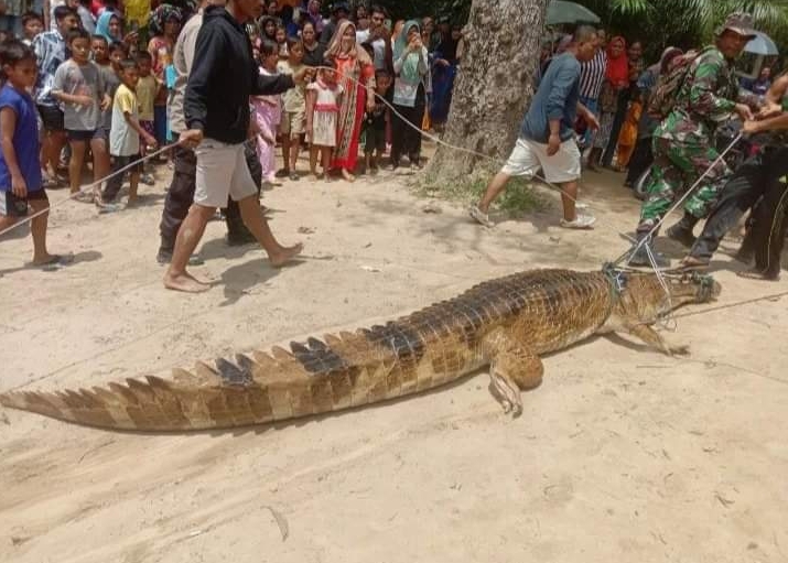 Warga Tangkap Buaya Penyerang Ibu Dan Anak