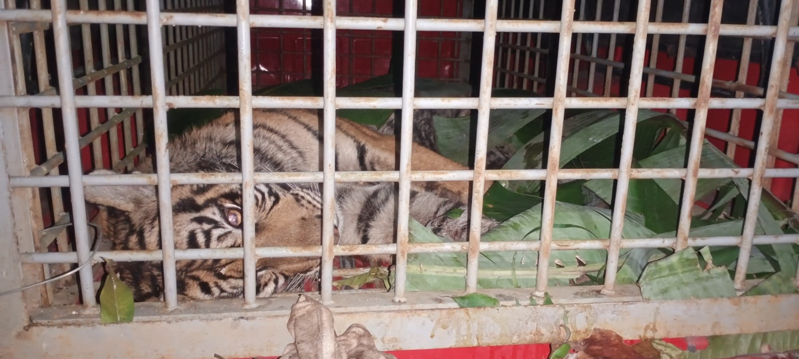 Geger, Harimau Terjerat Di Kebun Desa Pastapjulu