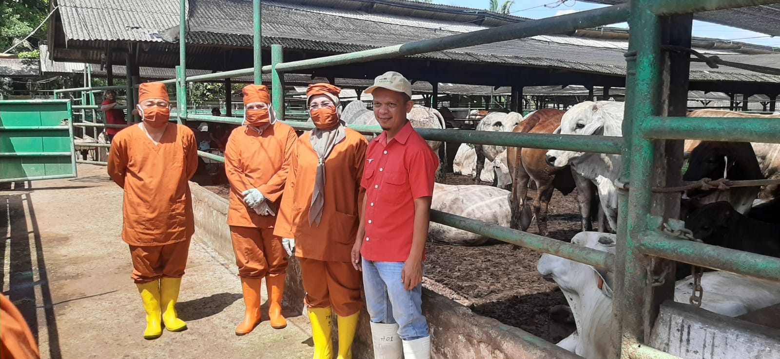 Jelang Iduladha, Karantina Belawan Pastikan Kesehatan Sapi Di IKH