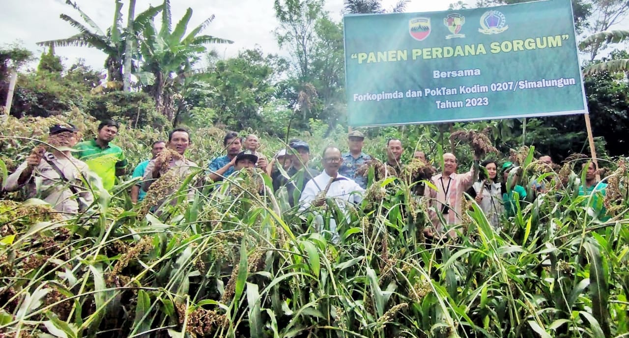 Wabup Dan Forkopimda Simalungun Panen Perdana Tanaman Sorgum