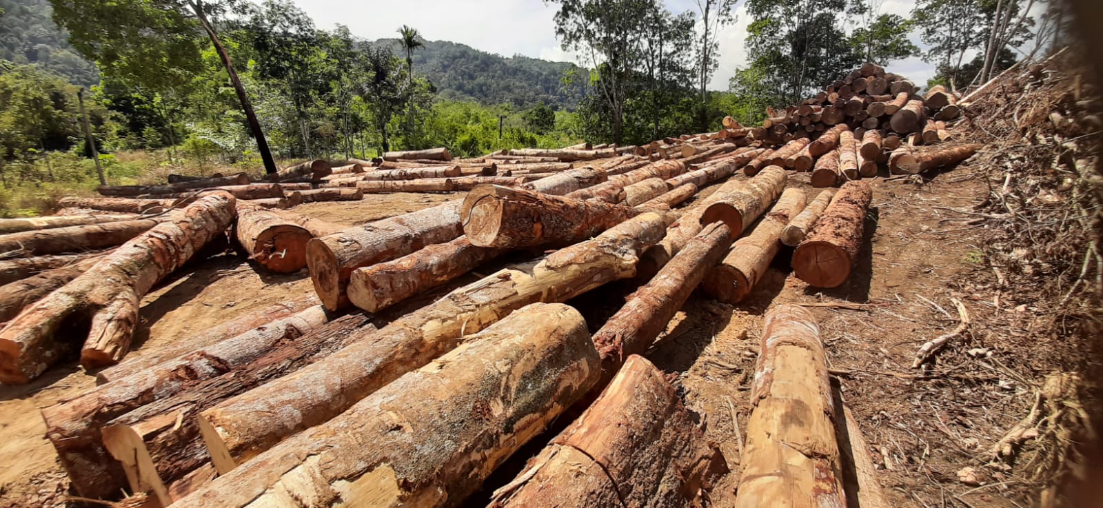 Illegal Logging Di Tapsel, Terang-terangan Tanpa Tindakan