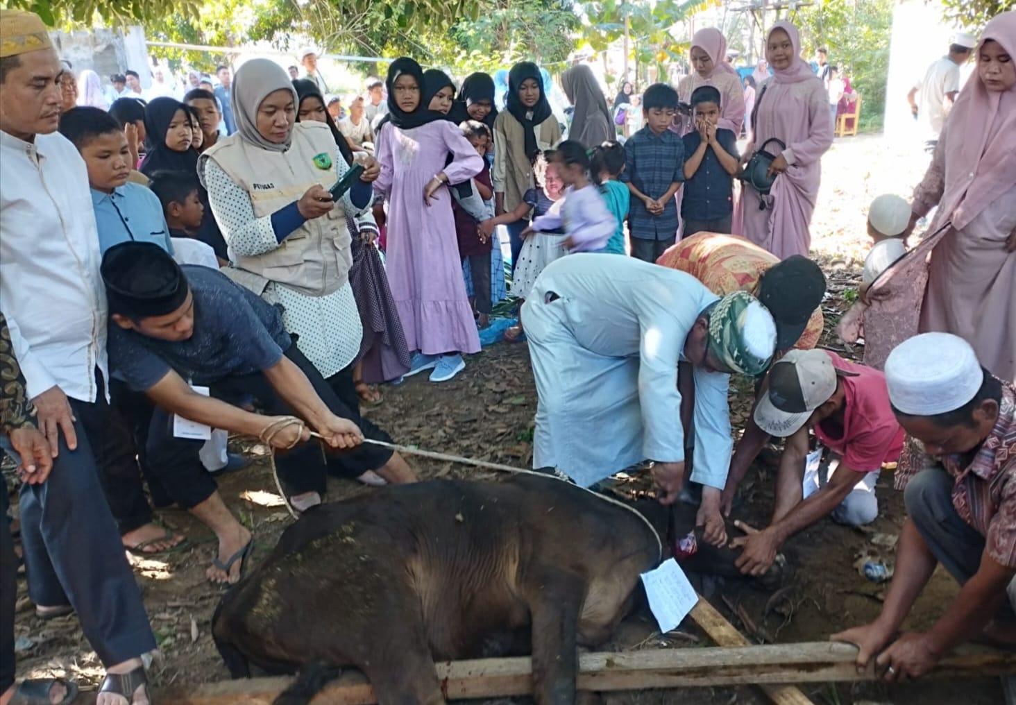 Palas Kurban 1.166 Ekor Sapi Dan 157 Ekor Kambing
