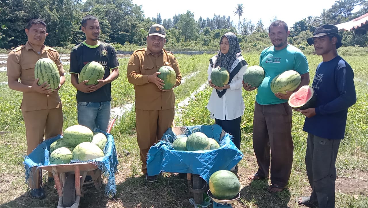 Kadistanpan Simeulue Motivasi Petani Semangka