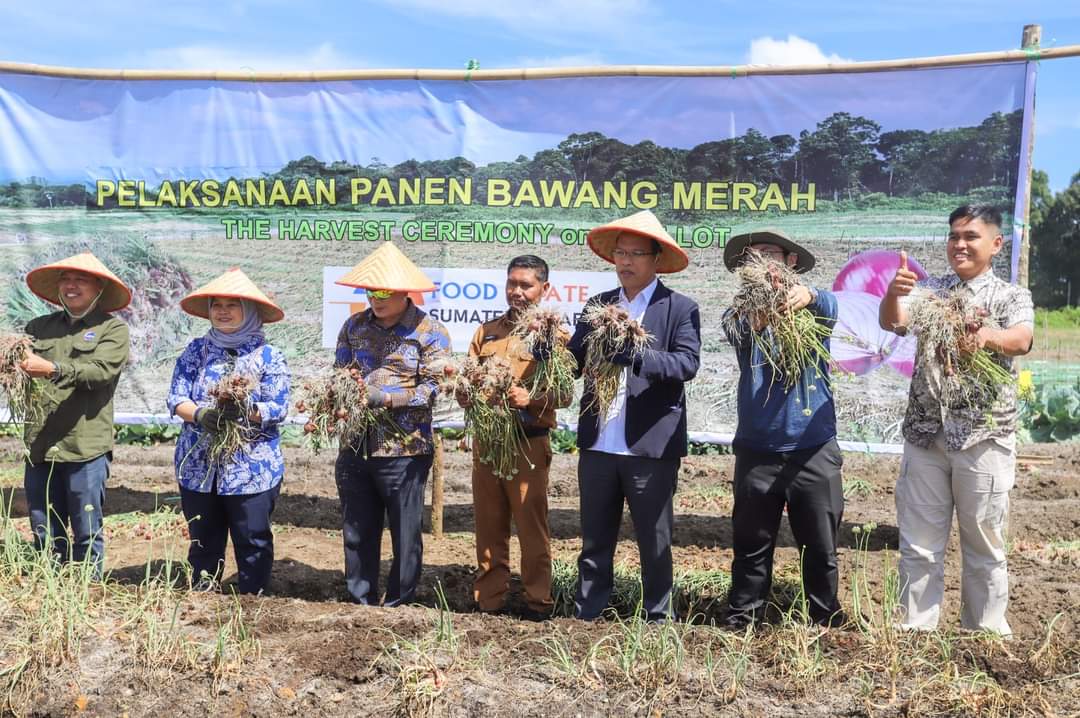 Menko Marves Panen Bawang Merah Di Food Estate