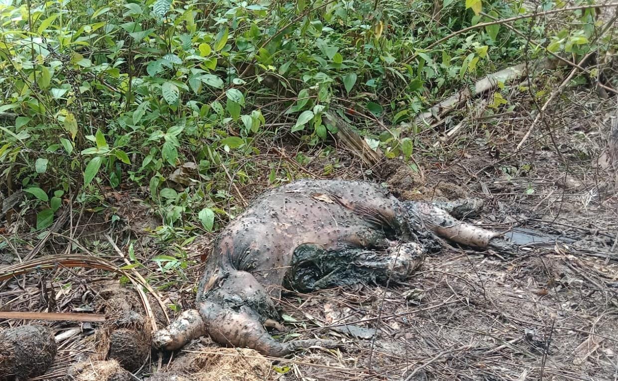 Anak Gajah Ditemukan Mati Di Aceh Timur