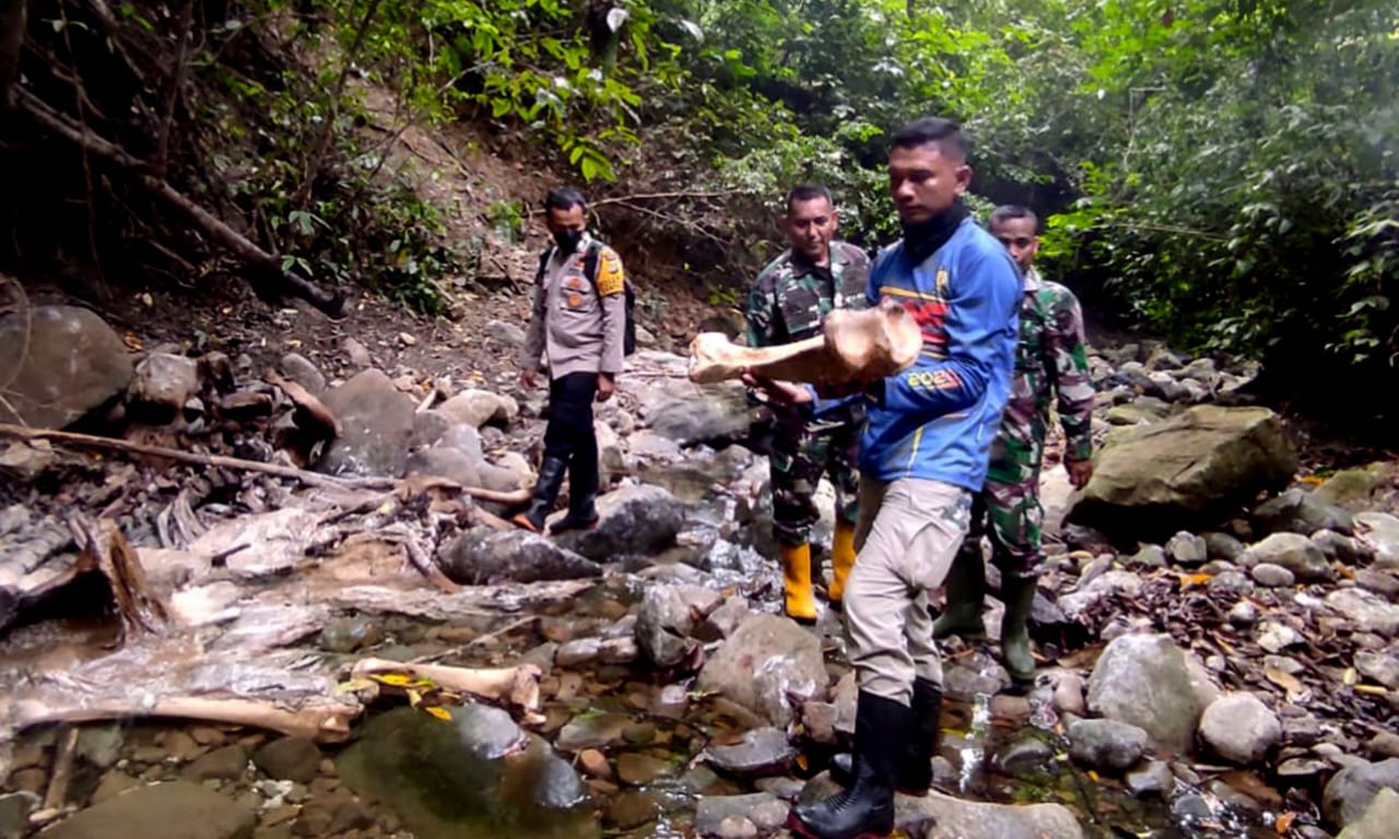 Seekor Gajah Jantan Mati Membusuk Di Tiro
