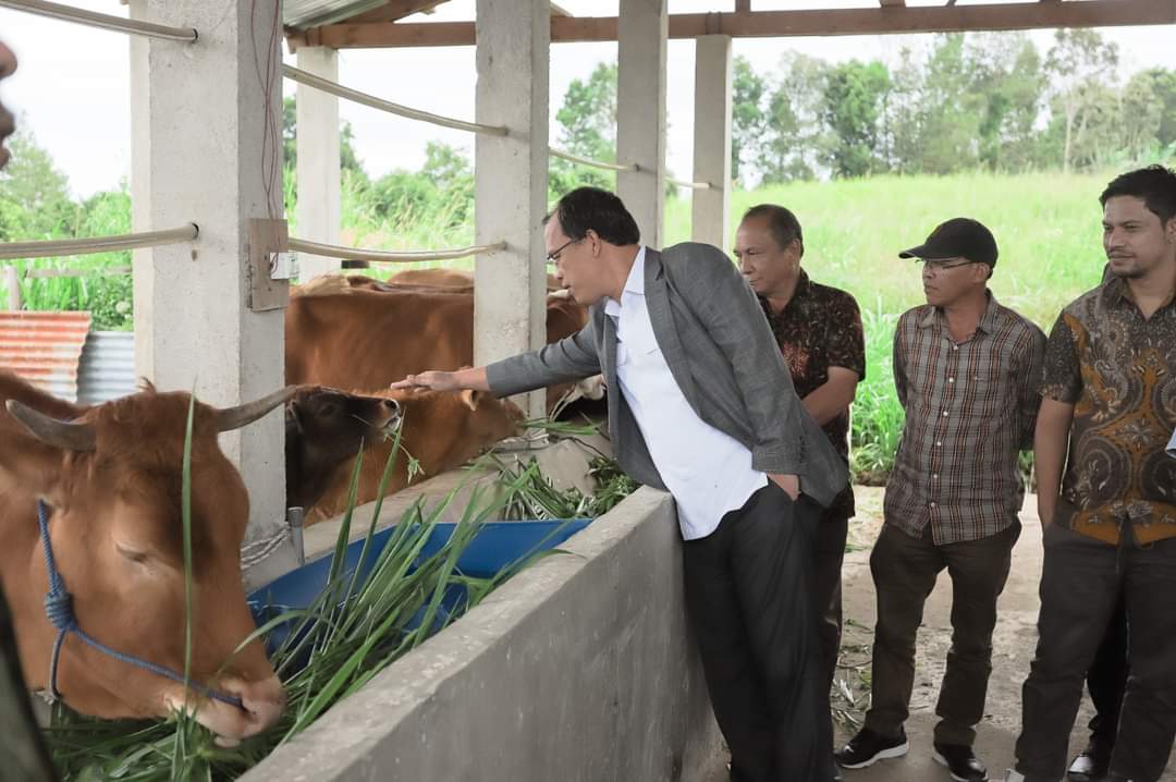 Bupati Humbahas Serahkan 56 Ekor Sapi Kepada Poktan