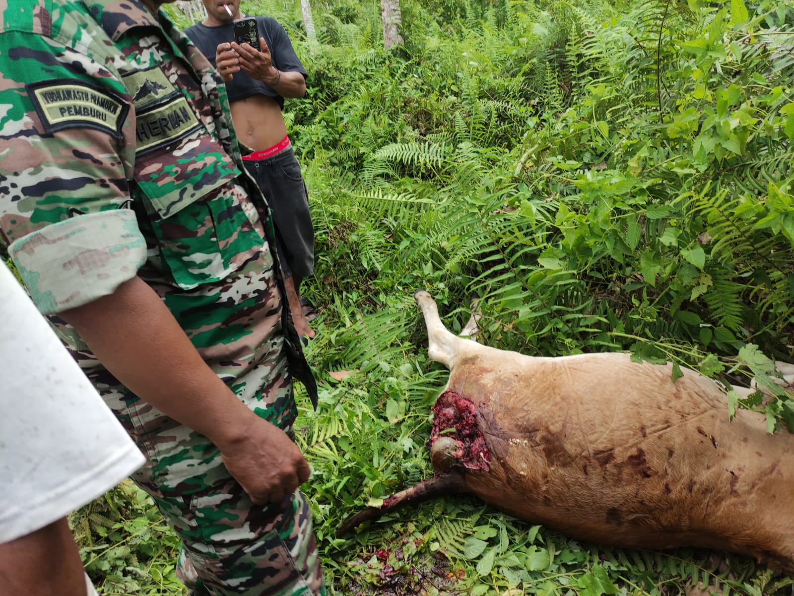 Harimau Terkam Ternak Sapi, Warga Kotanopan Ketakutan
