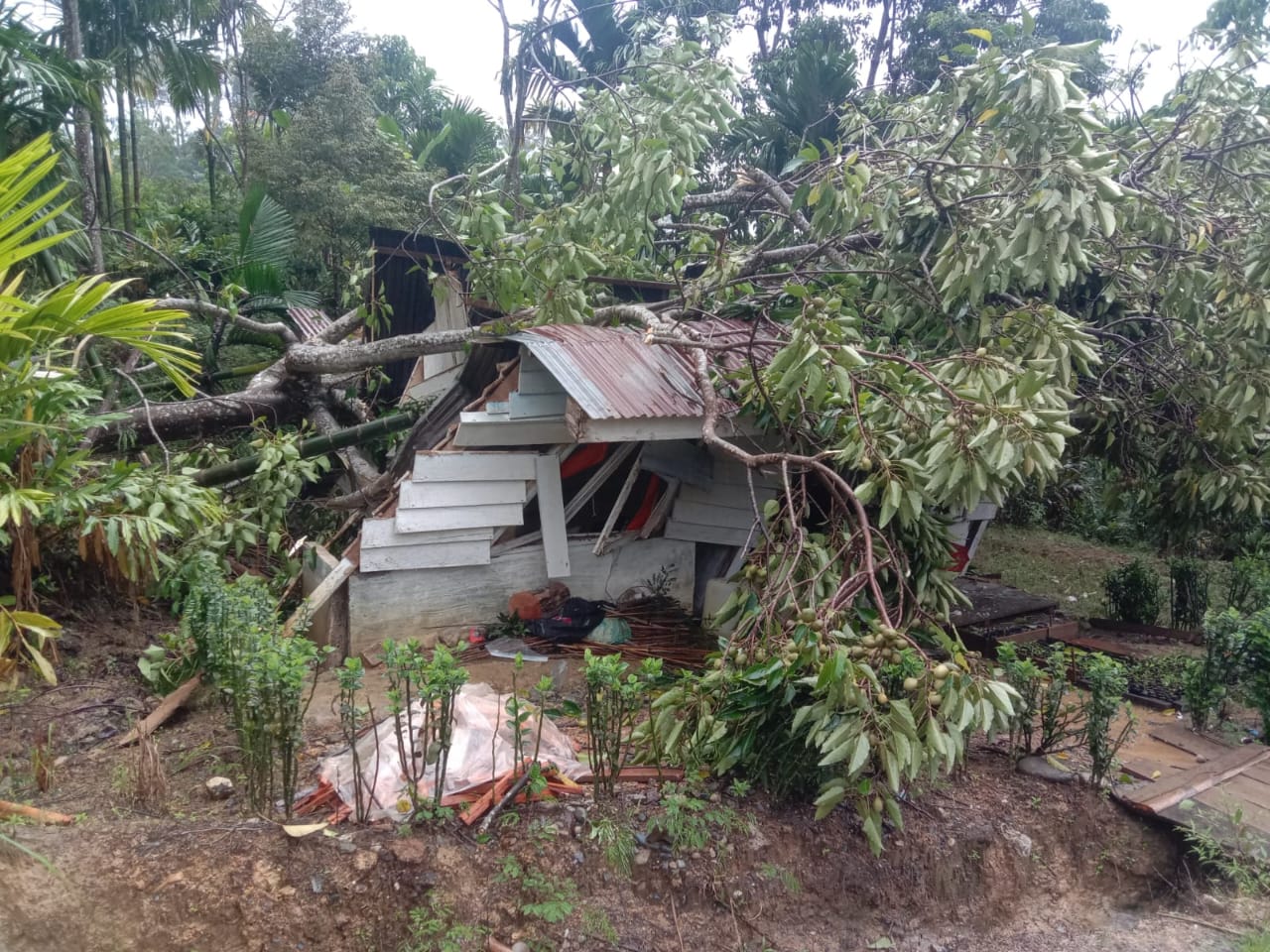 Pohon Tumbang Di Batang Natal 4 Meninggal, 4 Dilarikan Ke RS