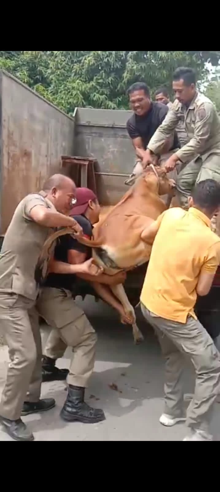 Tangkapi Lembu Berkeliaran, Satpol PP Langsa Dapat Dukungan