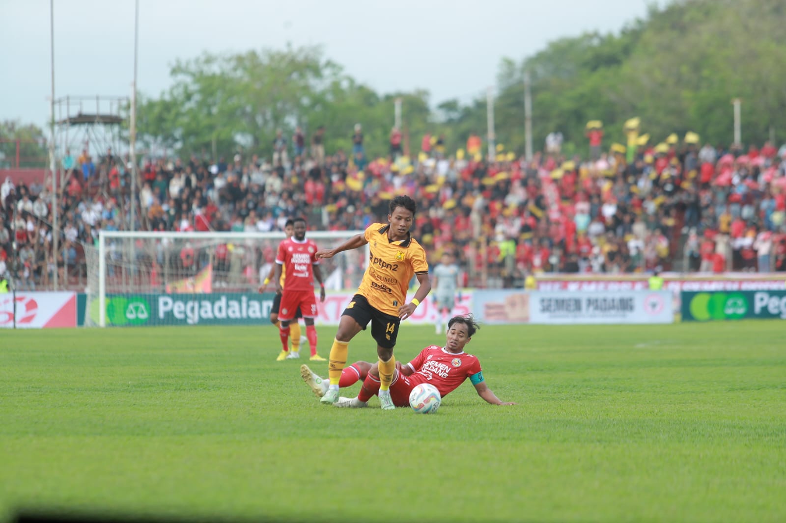 Laga Tandang Perdana Traktor Kuning Kandas Ditanduk Kabau Sira