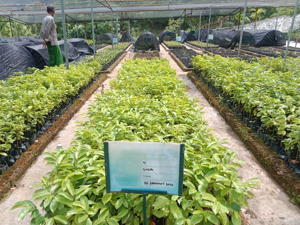 Aceh Besar Terima 1.000 Bibit Untuk Penghijauan