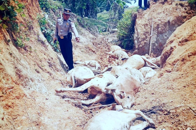 13 Lembu Warga Mati Di Perkebunan