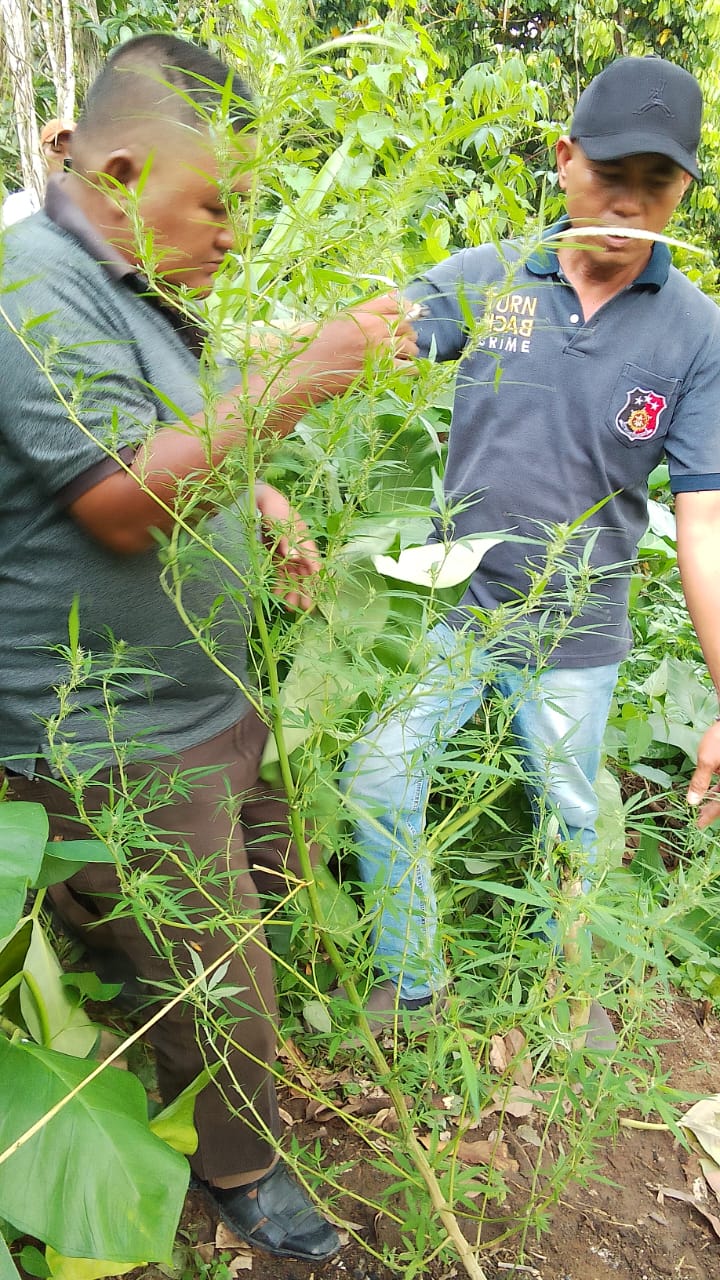 Pasutri Pemilik Tanaman Dan Pengedar Ganja Ditangkap Polsek Tigalingga