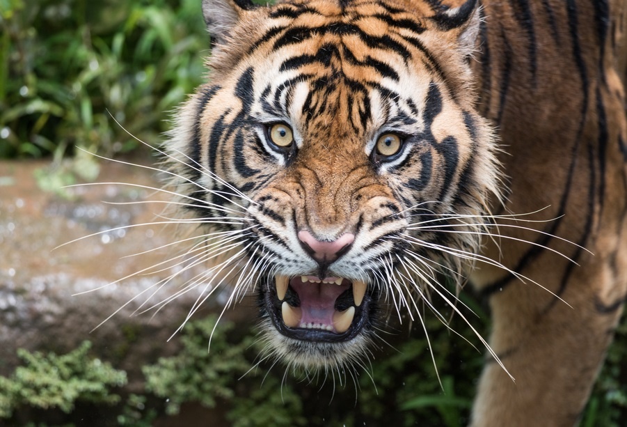 Harimau Terkam Petani Tambangan