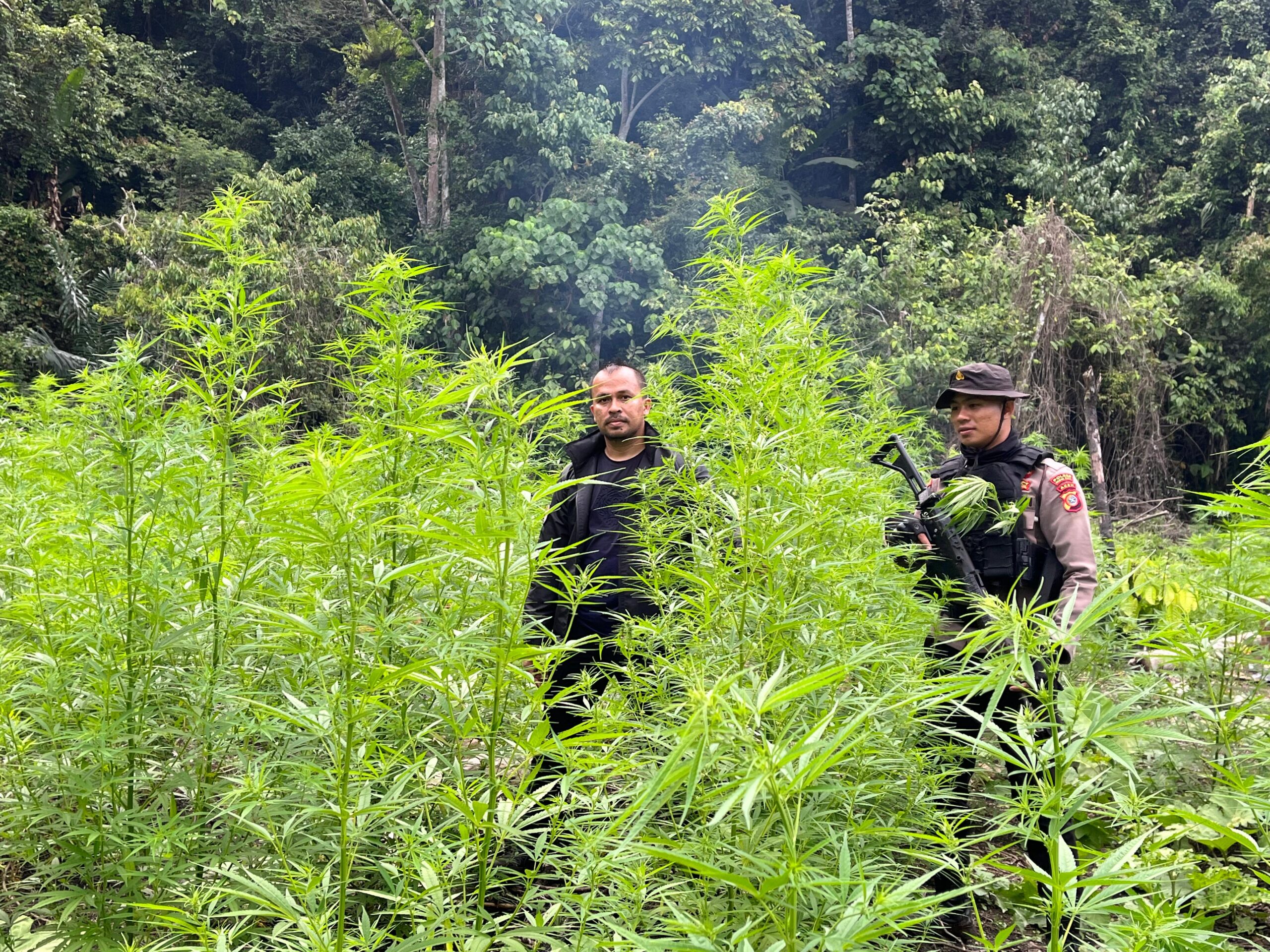Polisi Temukan 4 Ha Ladang Ganja Di Beutong Ateuh
