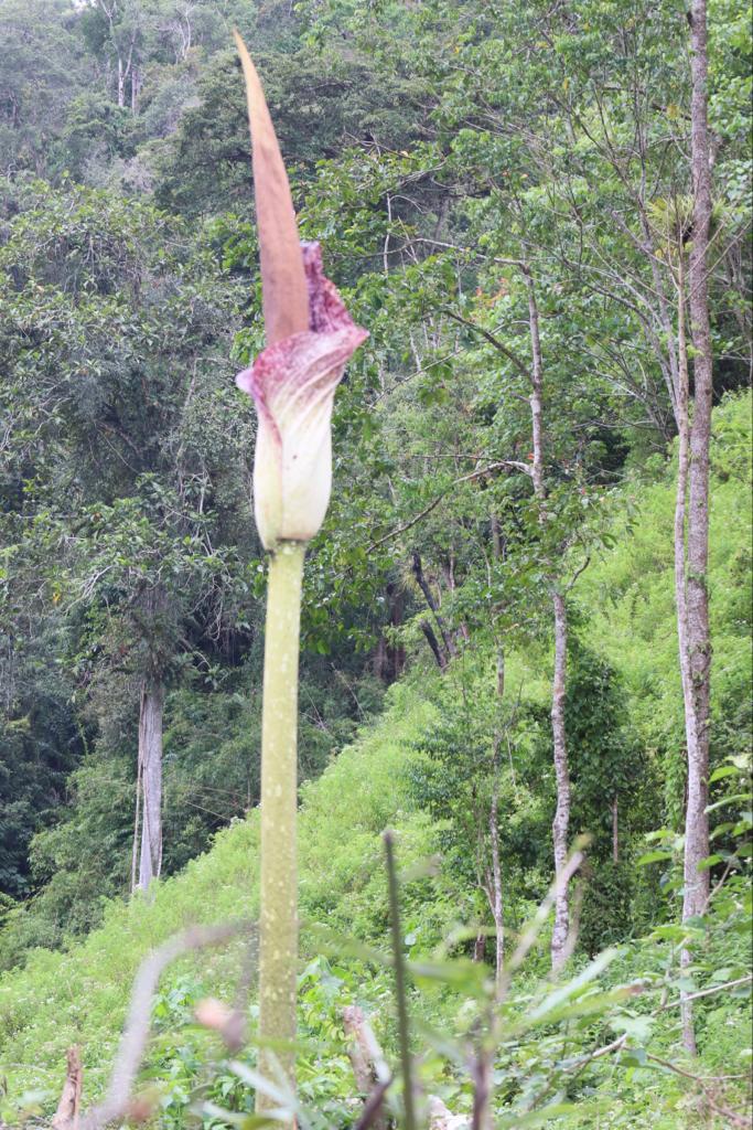 Bunga Bangkai Raksasa Ditemukan Di Hutan Beutong Ateuh
