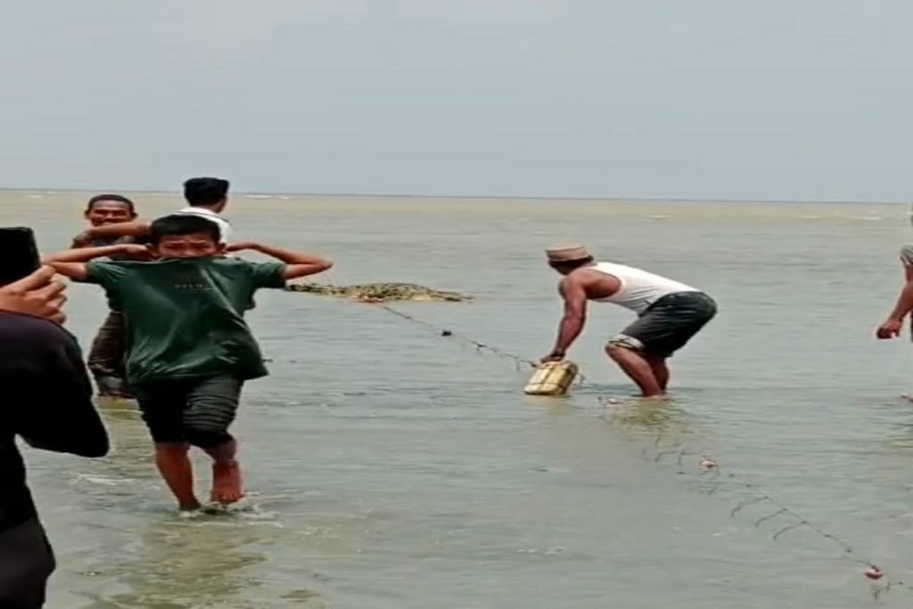 Warga Natal Temukan Buaya Terperangkap Jaring Ikan