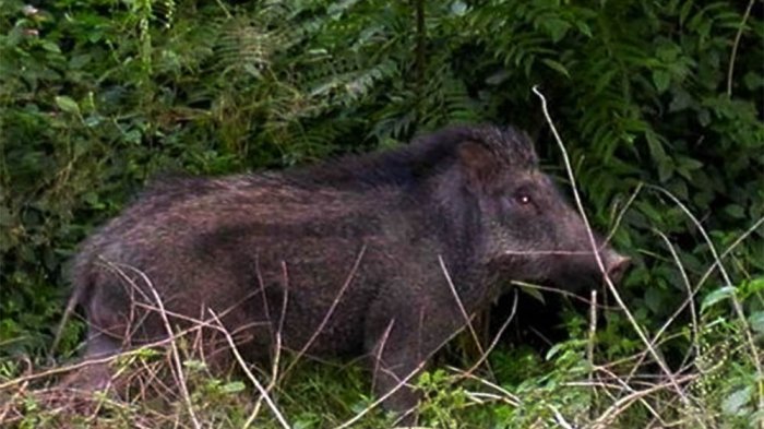 Petani Kayulaut Terluka Diserang Babi Hutan