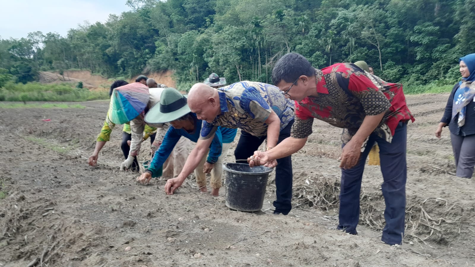 Dinas Pertanian Madina Bagikan 40 Ton Bibit Bawang Merah
