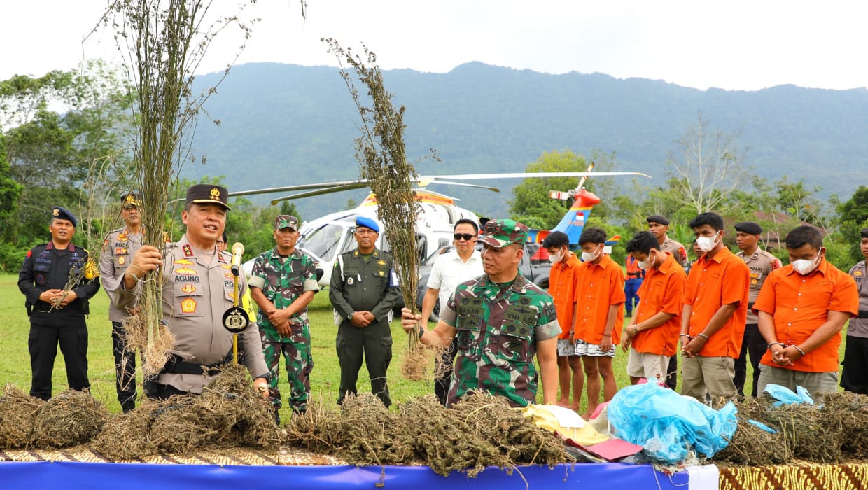 150 Ha Ladang Ganja Ditemukan Di Madina