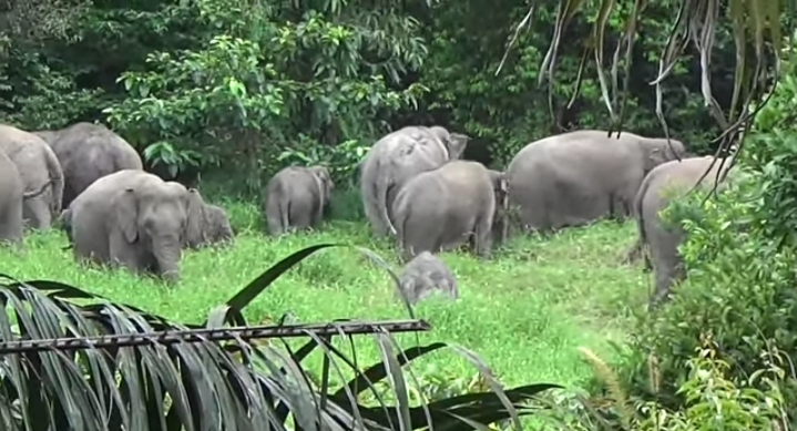 Tercatat 15 Rumah Yang Rusak Diamuk Gajah