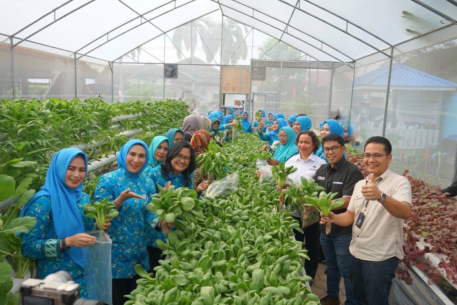 Sukses Bertani di Kota bersama BRI Regional Office Medan, Kisah PKK Kelurahan Sudirejo I di Kota Medan