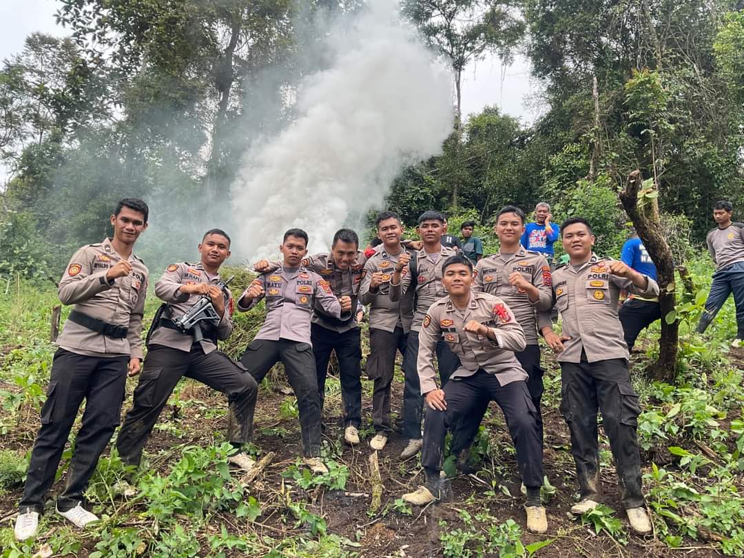 Kapolres Madina Pimpin Musnahkan 5 Ha Ladang Ganja