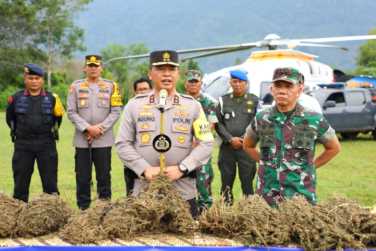Sudah Ratusan Ha Ladang Ganja Ditemukan Dan Dimusnahkan Di Madina