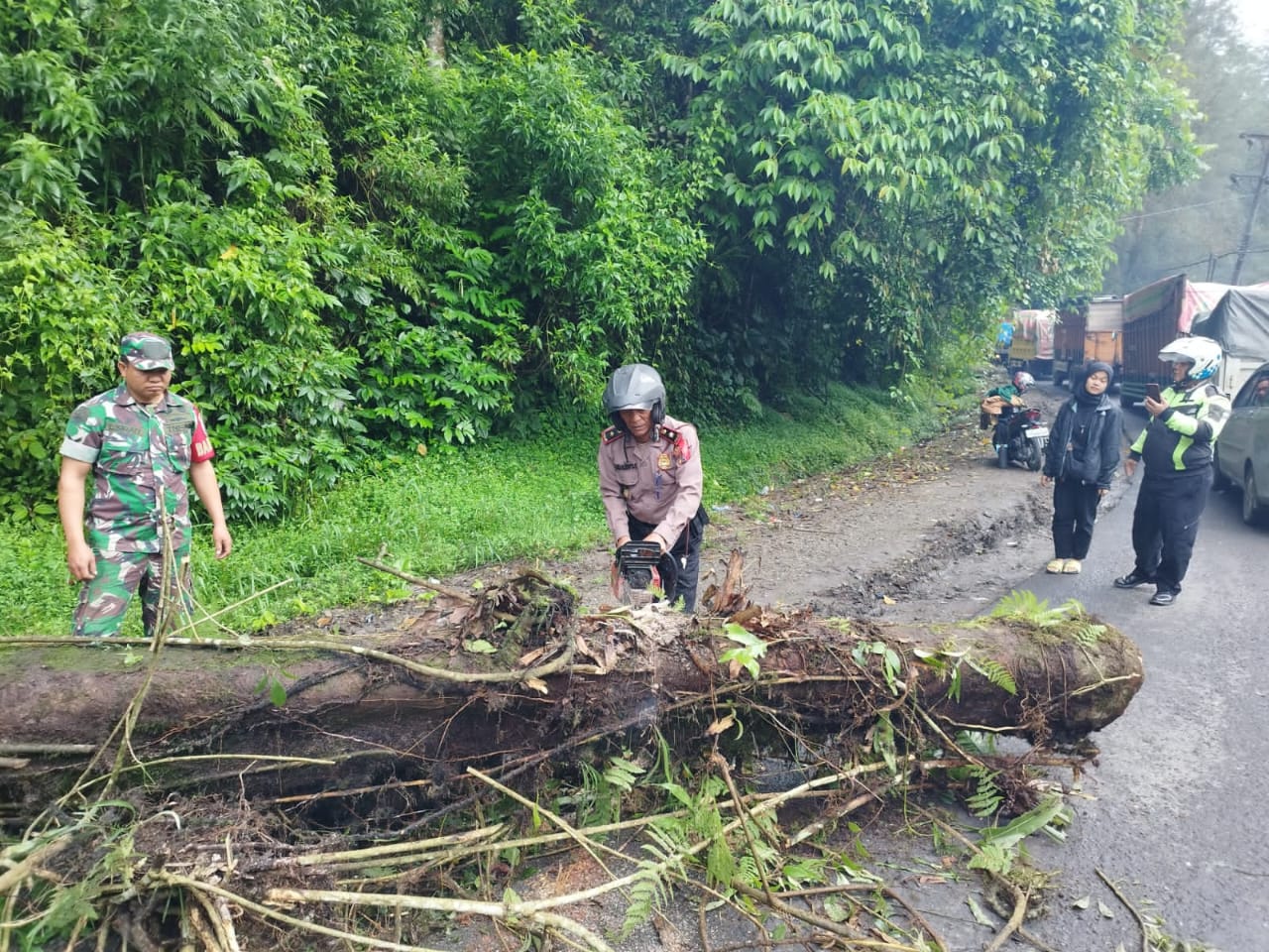 Pohon Tumbang Sempat Macetkan Jalur Medan-Berastagi