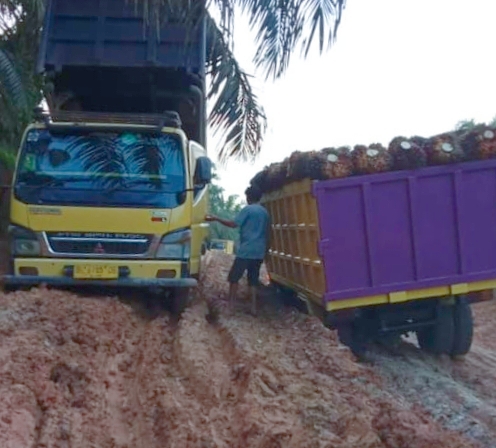 Akses Transportasi Ke Sosa Timur Terganggu, Warga Angkut TBS Ke Riau