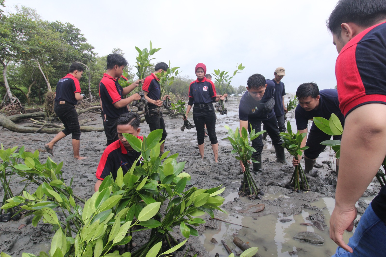 Alfamidi Tanam 300 Bibit Mangrove Peringati Hari Gerakan Satu Juta Pohon