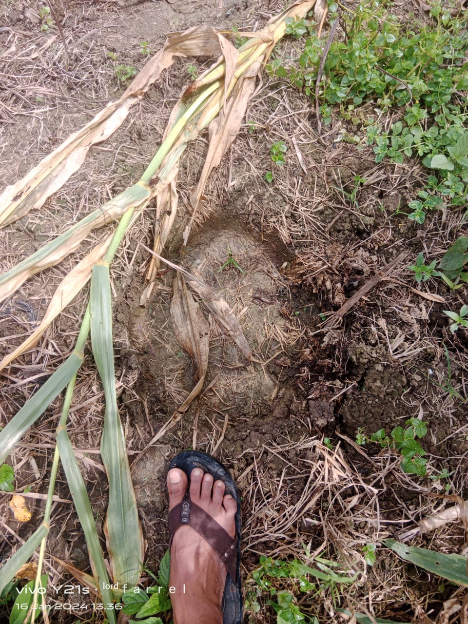 Gajah Liar Obrak-abrik Kebun Petani Aceh Timur
