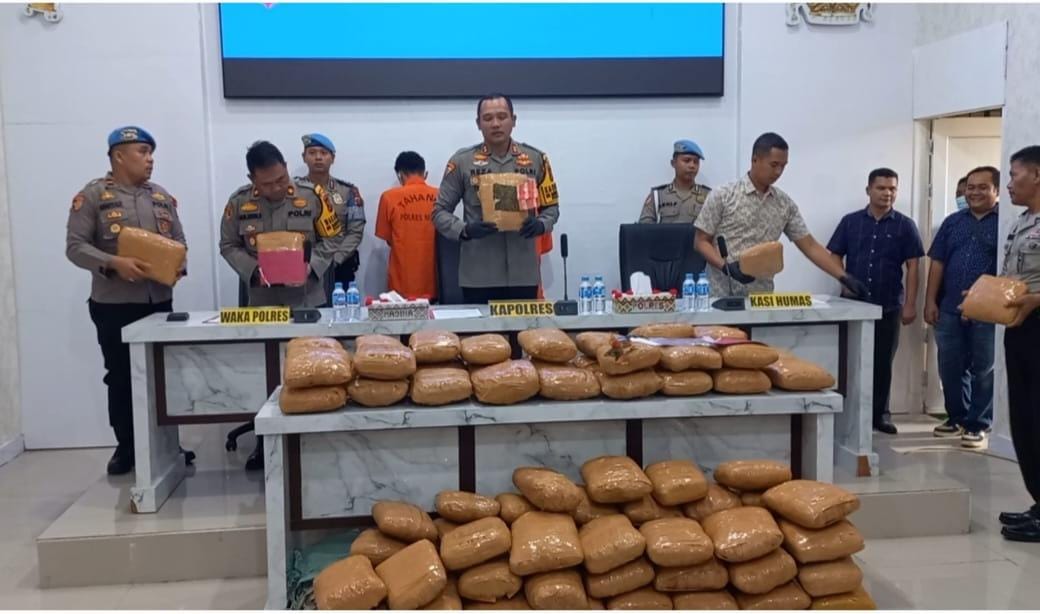 Gagalkan 116 Ball Ganja Kering Siap Edar, Polres Madina Gercep Buru Bandar
