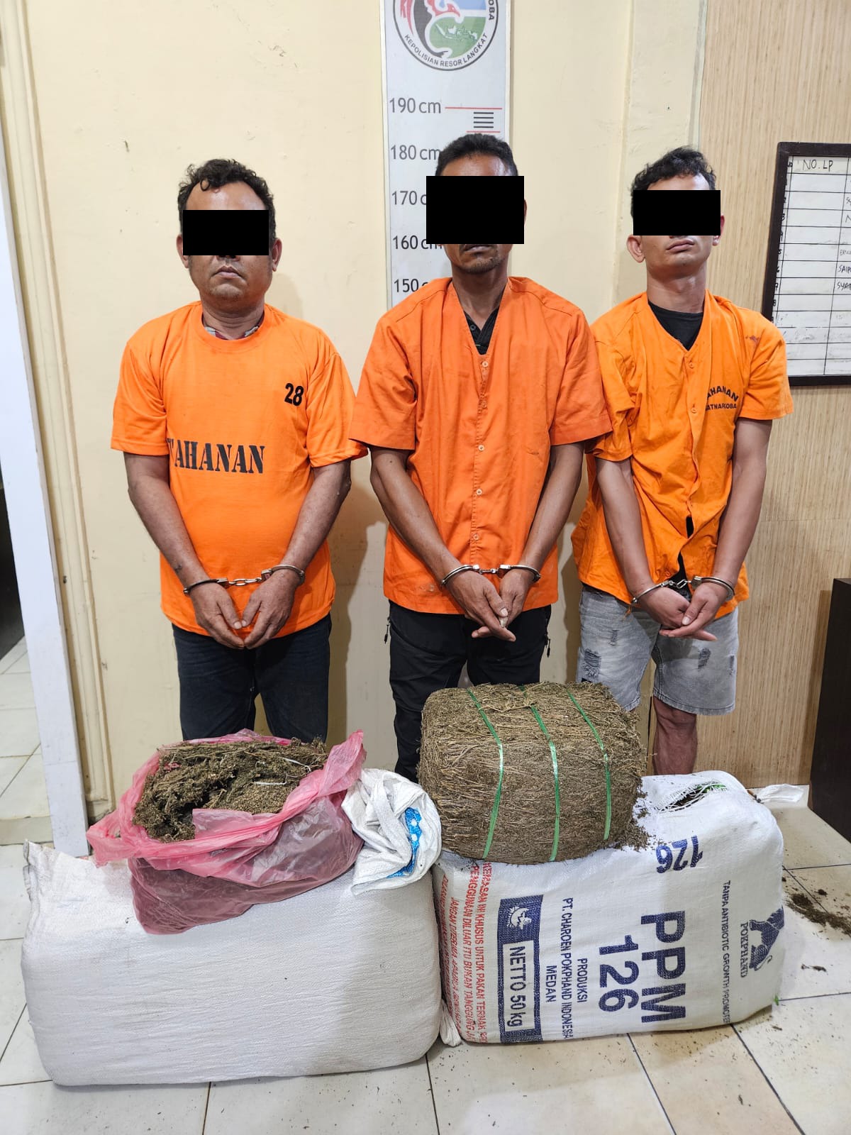 Polres Langkat Amankan Tiga Tersangka Dan 32 Kg Ganja
