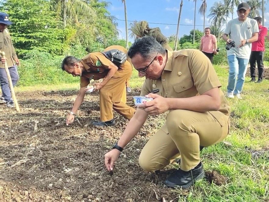 Pj. Wali Kota Sabang Tanam Padi Gogo Di lahan Petani