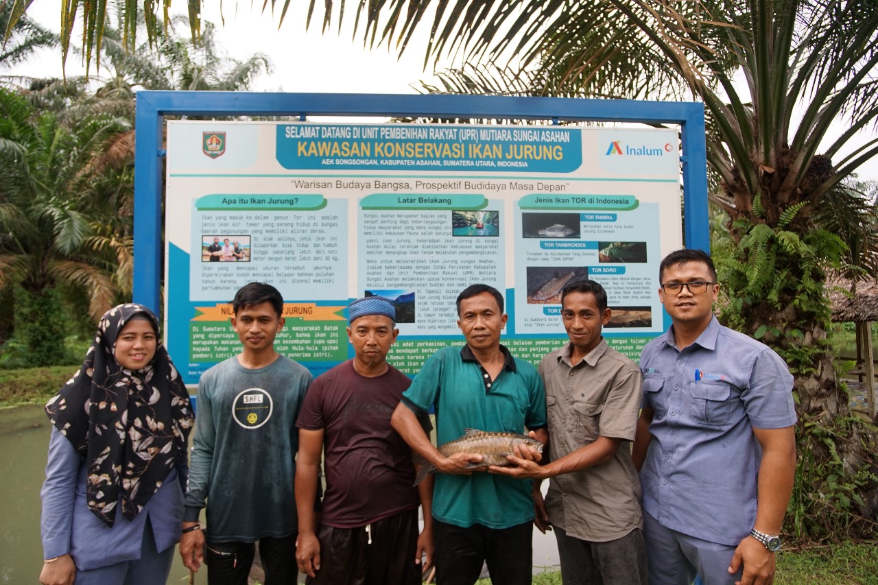 Ikan Jurung, Satwa Endemik Sungai Asahan Berhasil Dikembangkan