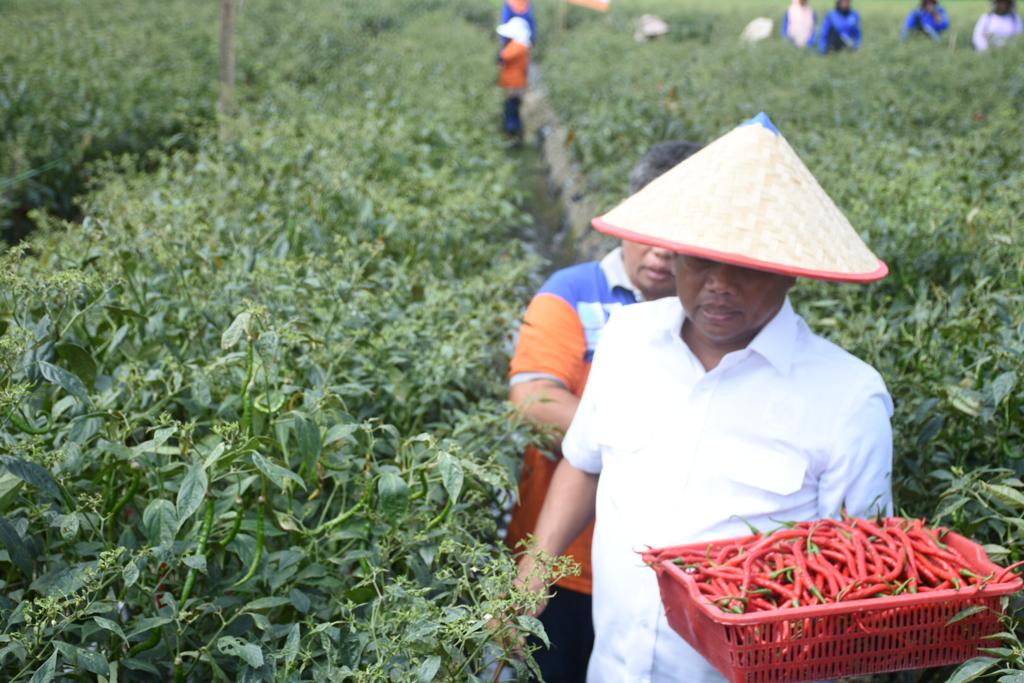 Bupati Sergai Dorong Peningkatan Pertanian Sektor Hortikultura