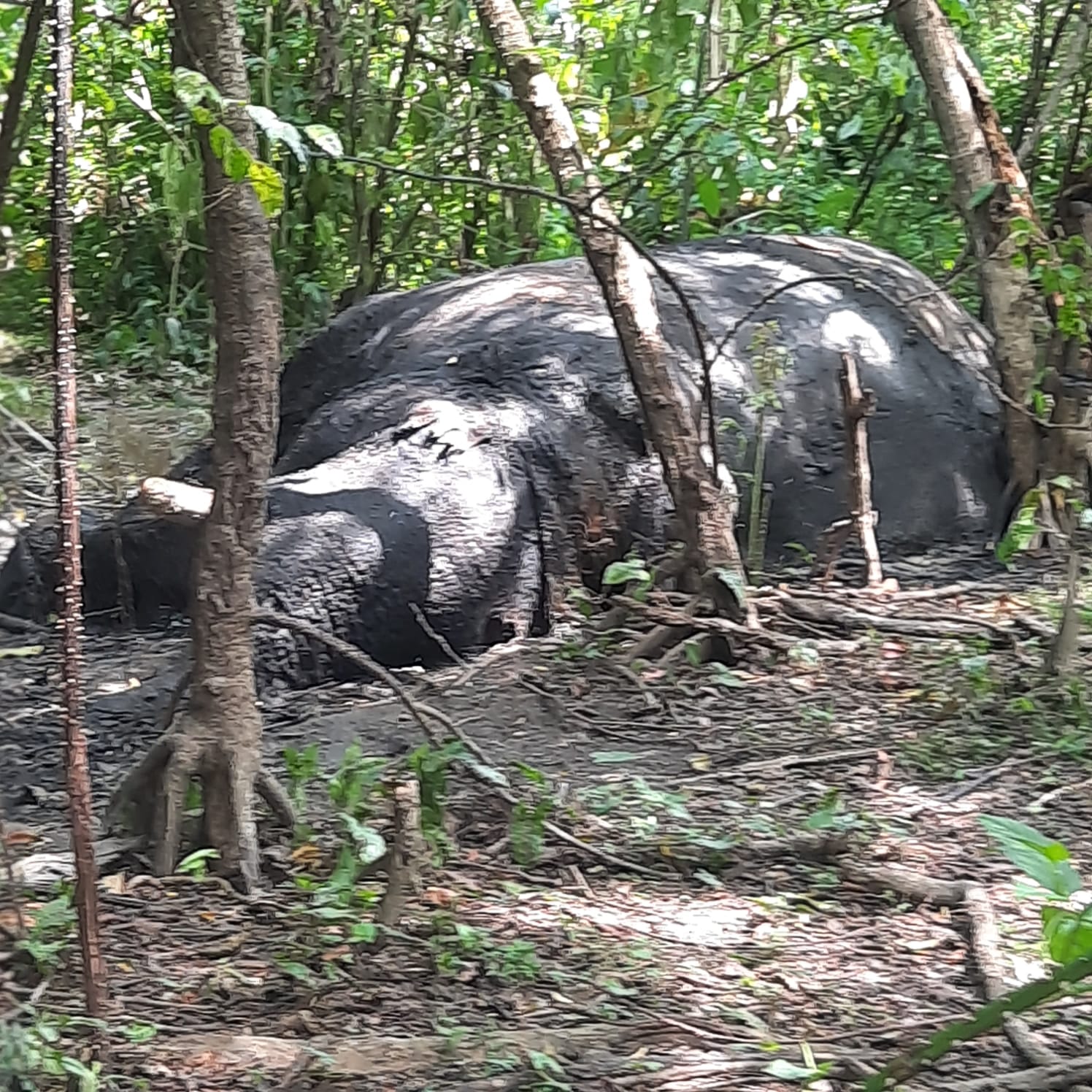 Warga Temukan Seekor Gajah Mati Di Nagan