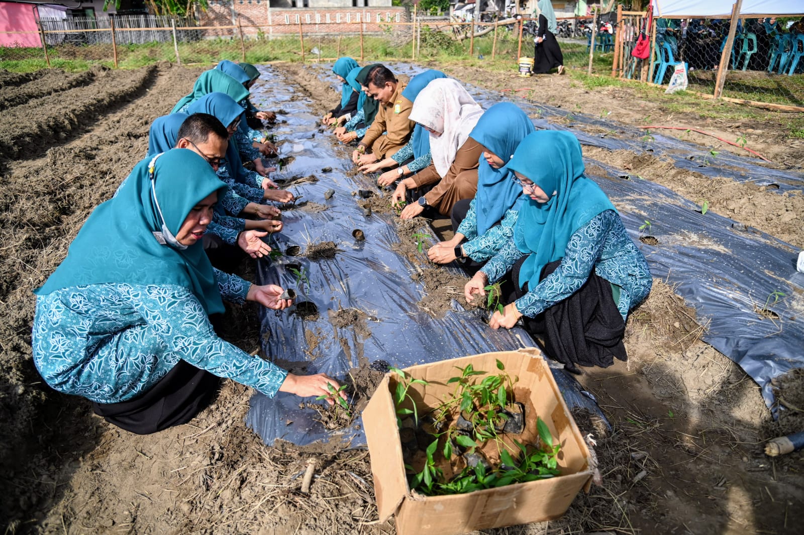 Pengurus PKK Aceh Besar Tanam Cabai Di Kajhu