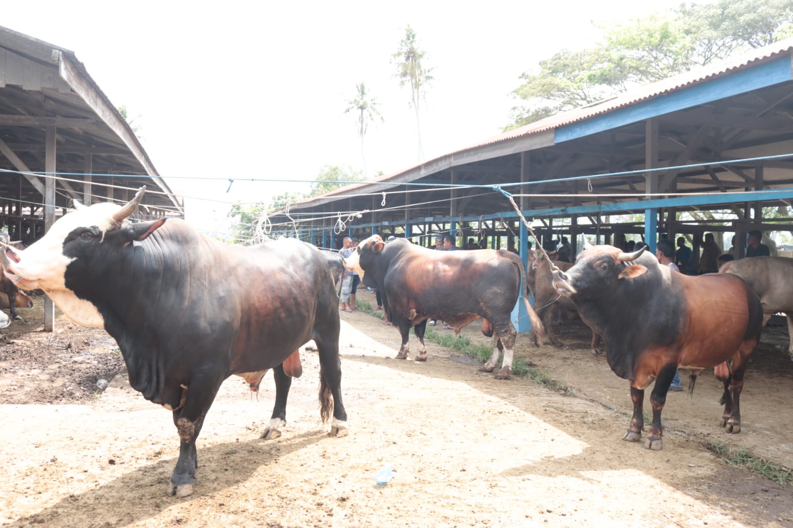 Jelang Meugang Ramadan, Transaksi Pasar Hewan Sibreh Masih Sepi