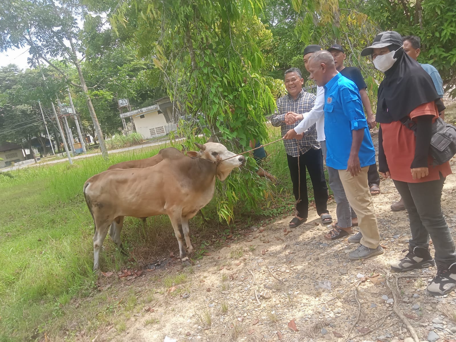 Pj Bupati Berikan 2 Ekor Sapi Untuk PWI Aceh Tamiang