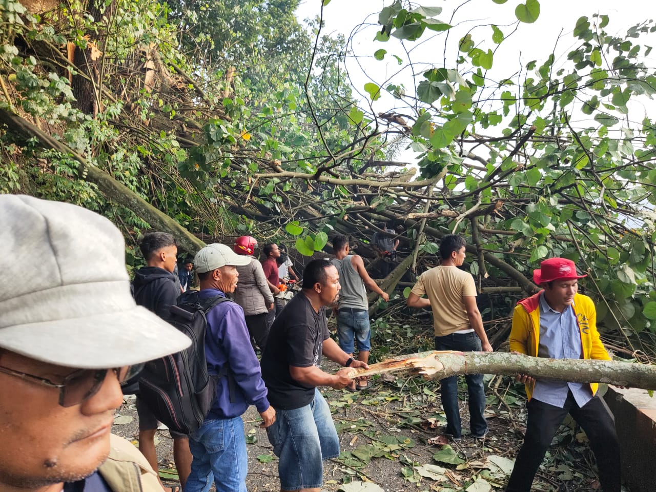 Pohon Tumbang Di Jalinsum P. SIantar - Parapat, Akses Jalan Macet Total