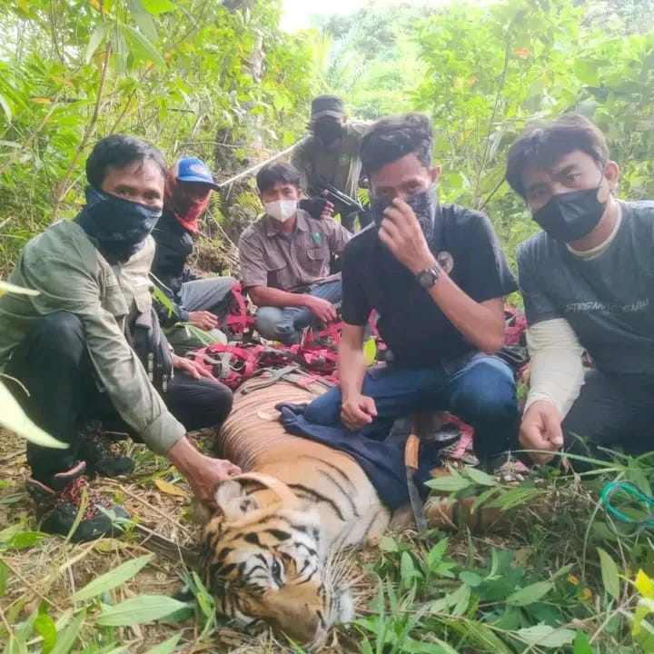 BKSDA Lumpuhkan Seekor Harimau Lewat Tembakan Bius