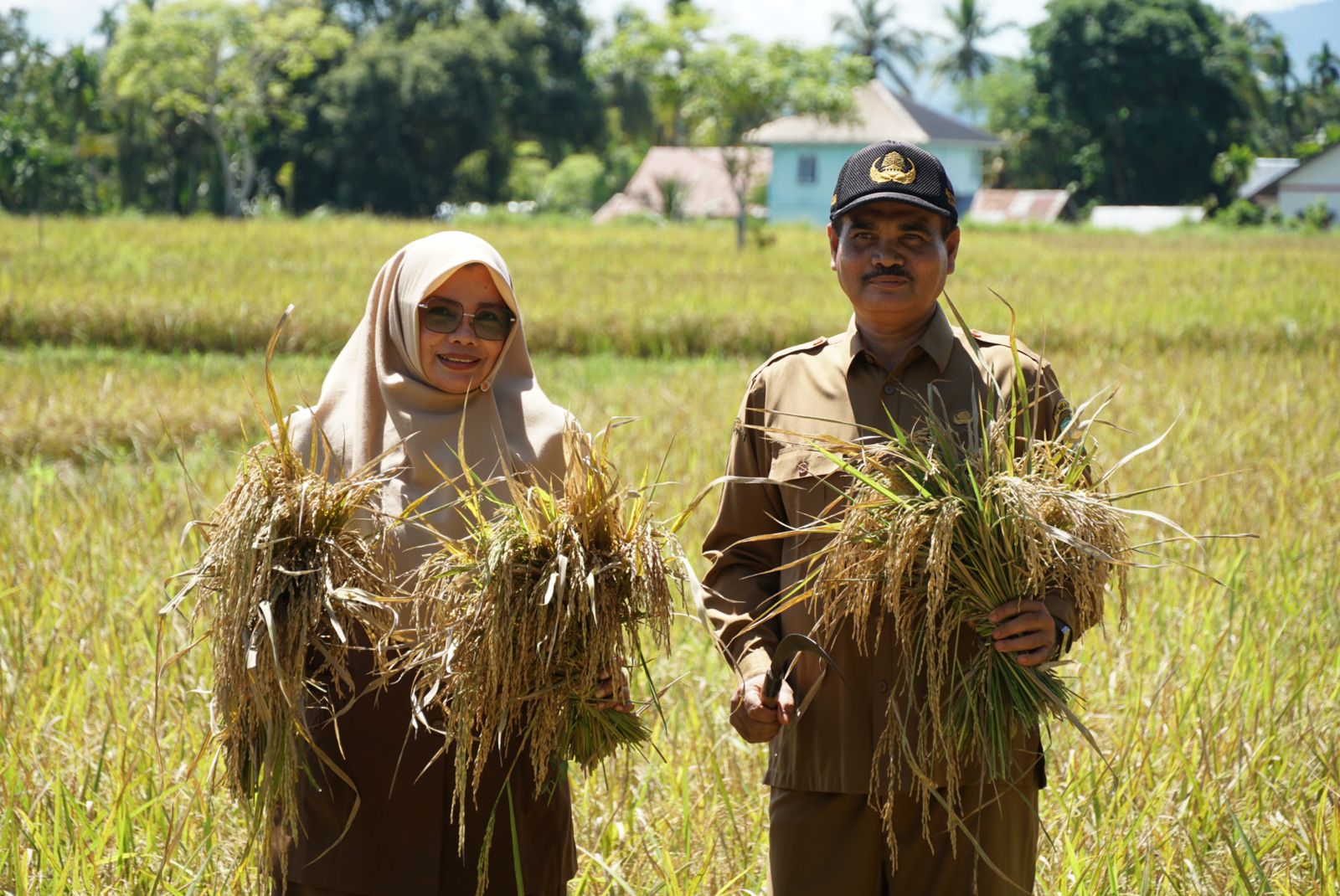 Kadistan Aceh Besar Panen Raya Padi Di Teureubeh Jantho