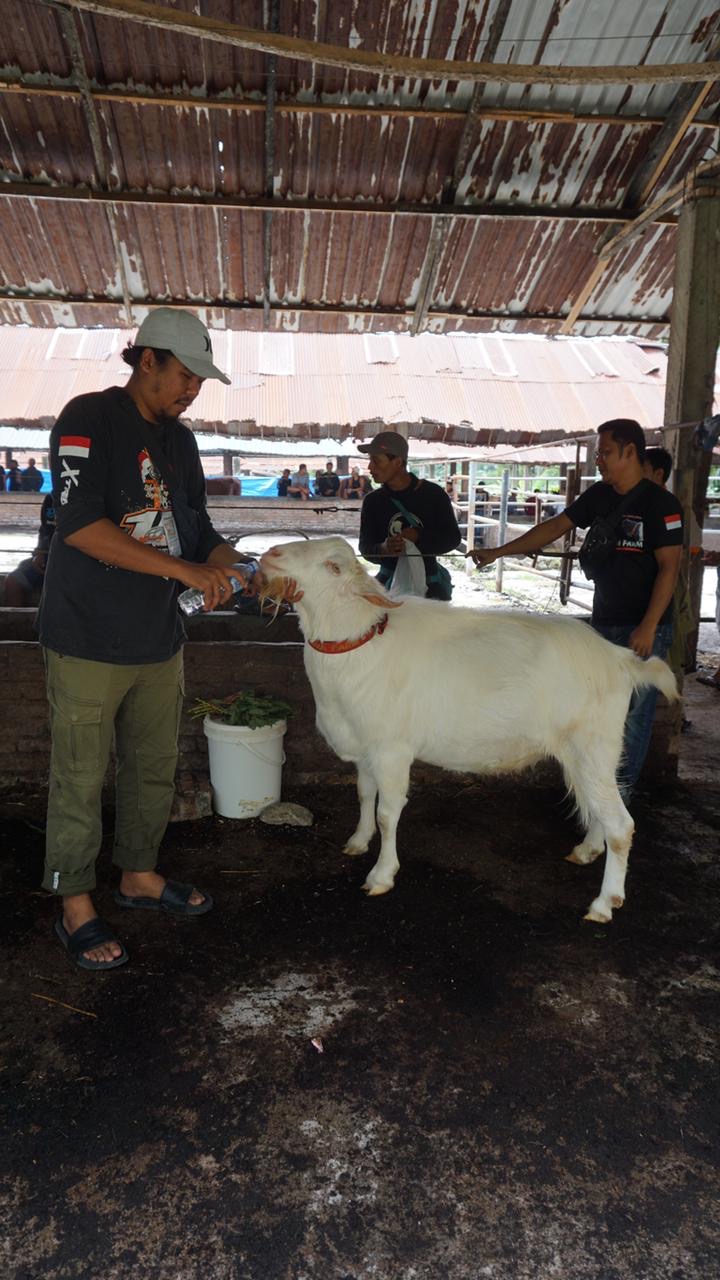 Qurban Premium Sudah Ada Di Sumut