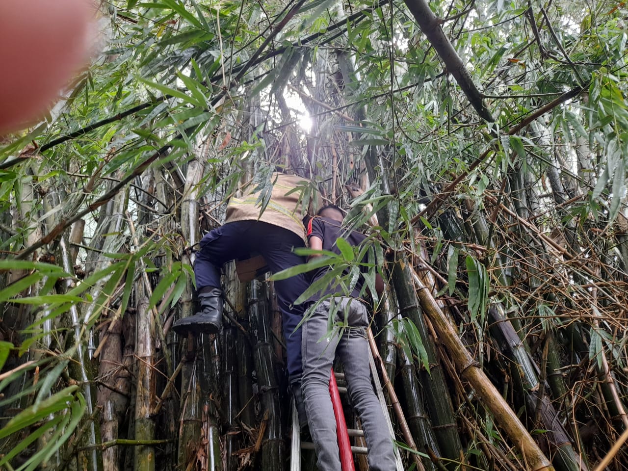 Rumpun Bambu Terbakar Di Indrapuri