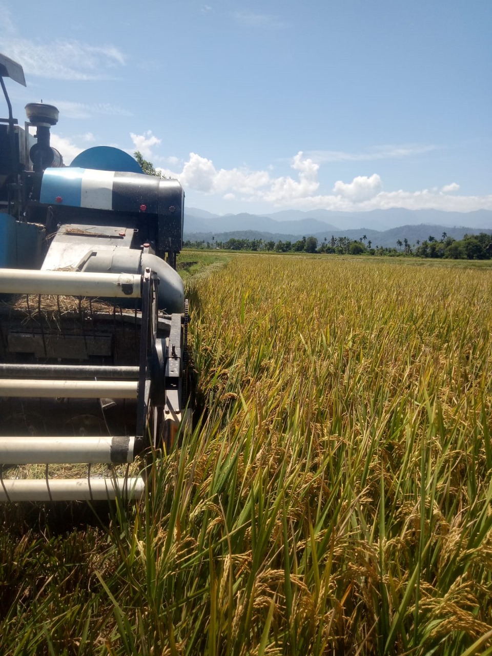 Panen Di Abdya Tidak Serentak, Harga GKP Tembus Rp6 Ribu Perkilogram