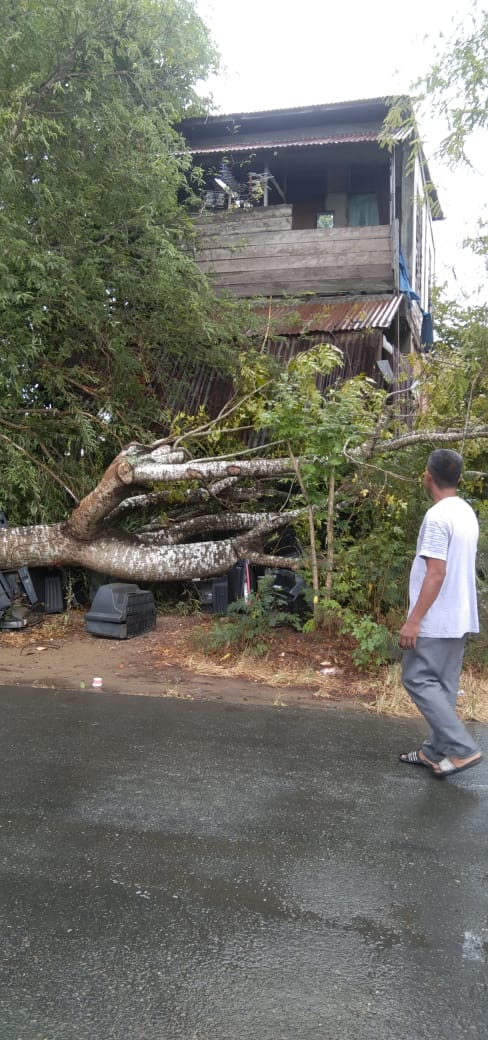 Pohon Tumbang Dihantam Angin Kencang